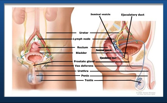 Prostate Anatomy Diagram